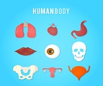 9 exquisite human organ icon vector